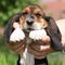 Gorgeous puppy of basset hound holding by big hands