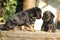 Gorgeous puppy looking on itself in the mirror