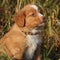 Gorgeous puppy of nova scotia sitting in nature