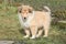 Gorgeous puppy of Scotch collie in the garden