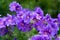 Gorgeous purple bohemian geranium. Lilac geranium flowers in the flowerbed. Beautiful background. Pink and violet