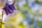 Gorgeous purple flower against bokeh backdrop