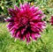 Gorgeous Purple Flower with Spikey Petals