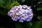 Gorgeous Purple Hydrangea