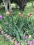 Gorgeous Purple Peach and Lavender Tall Bearded Iris Bed, in in Morgan County Alabama USA