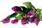 Gorgeous purple tulips bouquet isolated close up view.