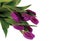 Gorgeous purple tulips bouquet isolated close up view. Grean and purple beautiful background