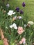 Gorgeous Purple White Peach and Lavender Tall Bearded Iris Bed in Morgan County Alabama USA