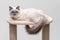 Gorgeous ragdoll cat lying on a climbing frame