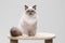 Gorgeous ragdoll cat sitting on a climbing frame