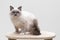 Gorgeous ragdoll cat sitting on a climbing frame