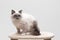 Gorgeous ragdoll cat sitting on a climbing frame