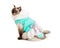 Gorgeous Ragdoll Cat Sitting in Pretty Dress With Pink Bow