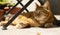 A gorgeous red cat lying under a table looks out of focus.