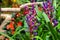 Gorgeous red and purple Aechmea flowers in the greenhouse surrounded by lush green leaves and plants