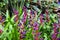 Gorgeous red and purple Aechmea flowers in the greenhouse surrounded by lush green leaves and plants