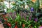 Gorgeous red and purple Aechmea flowers in the greenhouse surrounded by lush green leaves and plants