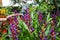 Gorgeous red and purple Aechmea flowers in the greenhouse surrounded by lush green leaves and plants