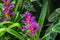 Gorgeous red and purple Aechmea flowers in the greenhouse surrounded by lush green leaves and plants