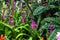 Gorgeous red and purple Aechmea flowers in the greenhouse surrounded by lush green leaves and plants