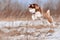 Gorgeous red siberian husky dog jumping flying high over ground