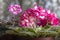 Gorgeous red terry flower of a domestic violet on a blurred background.