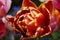 a gorgeous red with yellow fringe double tulip covered with raindrops on a fresh April day