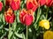 Gorgeous red and yellow fringed tulips in springtime