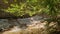 Gorgeous relaxing shot of river in forest.