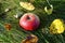 a gorgeous ripe apple in the green grass on a sunny October day in the Bavarian village Konradshofen