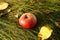a gorgeous ripe apple in the green grass on a sunny October day in the Bavarian village Konradshofen