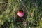 a gorgeous ripe apple in the green grass on a sunny September day in the Bavarian village Birkach
