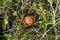 a gorgeous ripe apple in the green grass on a sunny September day in the Bavarian village Birkach