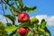 Gorgeous ripe apples on a branch