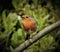 Gorgeous robin with closed beak is standing on bare grey branch.