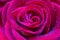 Gorgeous rose with drops of water close-up. Soft focus, shallow depth of field