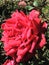 Gorgeous rose in the garden, Bud,rose, beautiful, red, flower, summer, day, gardening, petals, leaves