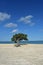 Gorgeous Scenic Divi Divi Tree on a Beach in Aruba