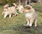 Gorgeous Scotch Collie puppies