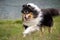 Gorgeous Scottisch or Scotch, Rough Collie at play