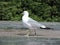 Gorgeous seagull walking on the table in Kotka, Finland