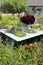 Gorgeous section of garden with table covered with variety of succulents