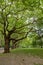 Gorgeous sequence of trees with thin long branches and gorgeous green leafs. Finsbury Park