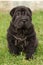 Gorgeous Shar Pei puppy sitting