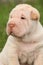 Gorgeous Shar Pei puppy sitting