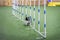 Gorgeous Sheltie is running through agility obstacle course