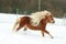 Gorgeous shetland pony with long mane in winter