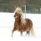 Gorgeous shetland pony with long mane in winter