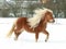 Gorgeous shetland pony with long mane in winter