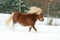 Gorgeous shetland pony with long mane in winter